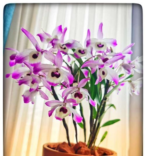 铁皮石斛有花语吗？它的花语代表了什么？
