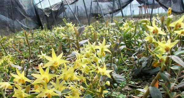 铁皮石斛有花语吗？它的花语代表了什么？
