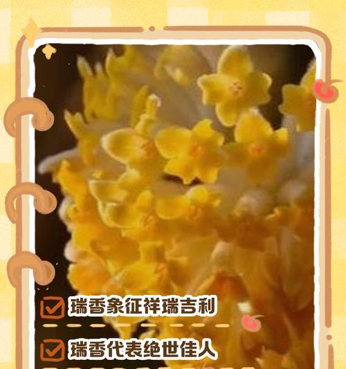 全国所有花的花语大全在哪里可以找到？如何了解每种花的含义？