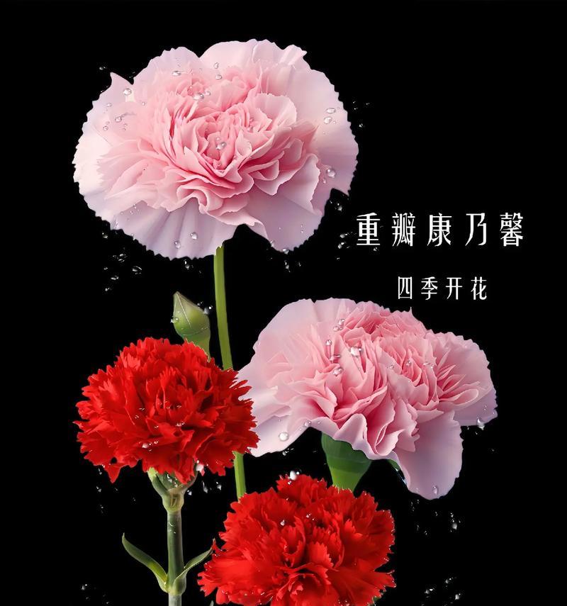 全国所有花的花语大全在哪里可以找到？如何了解每种花的含义？