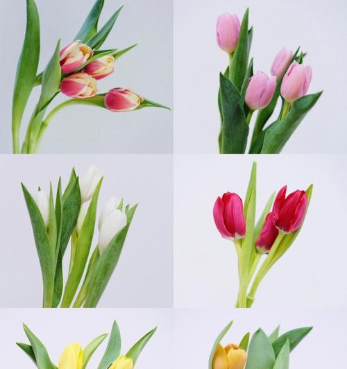 花卉大全名称花语是什么？如何查询每种花卉的花语？