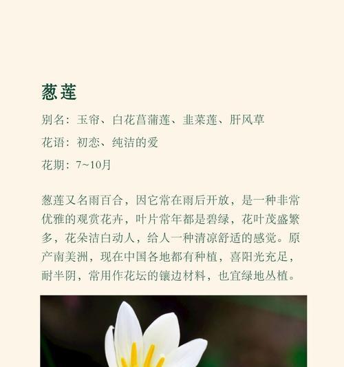 菖蒲的花语和寓意是什么？菖蒲花在传统中代表什么？
