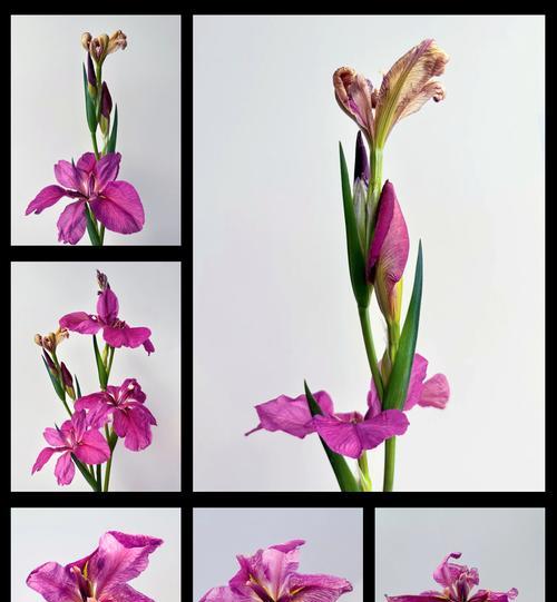 菖蒲的花语和寓意是什么？菖蒲花在传统中代表什么？