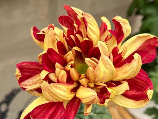 红色多头菊的花语是什么？红色多头菊代表了什么？