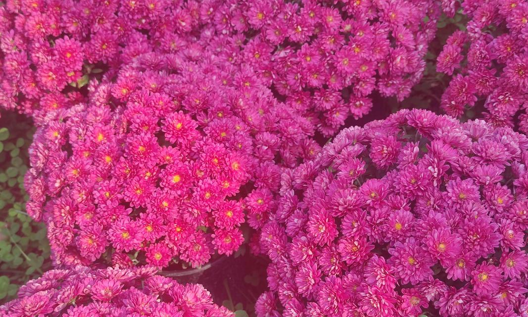 红色多头菊的花语是什么？红色多头菊代表了什么？