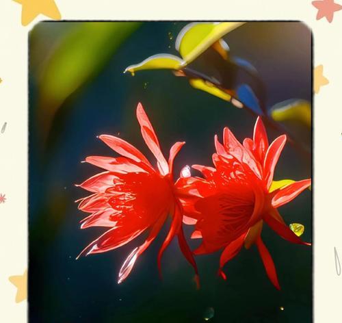 昙花的花语及象征是什么？昙花在文化中的意义是什么？