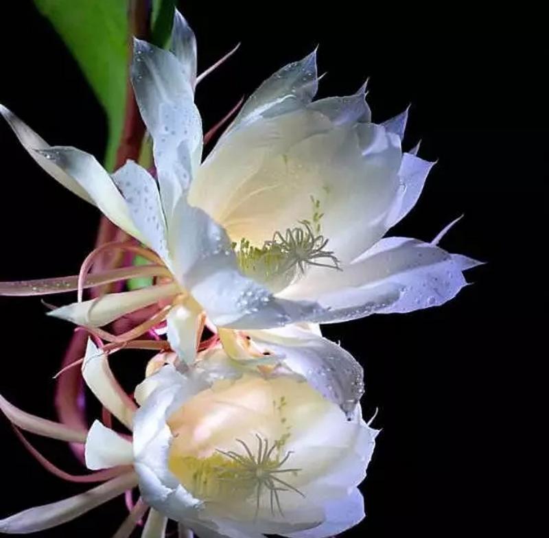昙花的花语及象征是什么？昙花在文化中的意义是什么？