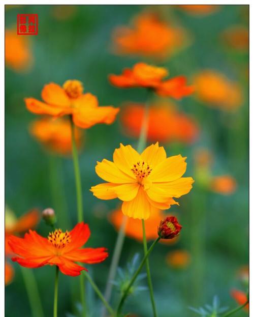 橙色宫灯花的花语是什么？橙色宫灯花的寓意有哪些？