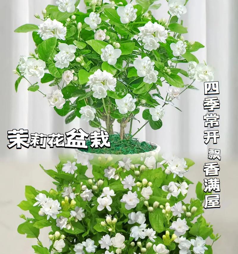 盆栽的种类和花语有哪些？如何了解不同盆栽的含义？