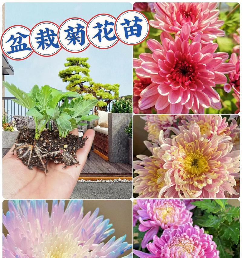 盆栽的种类和花语有哪些？如何了解不同盆栽的含义？