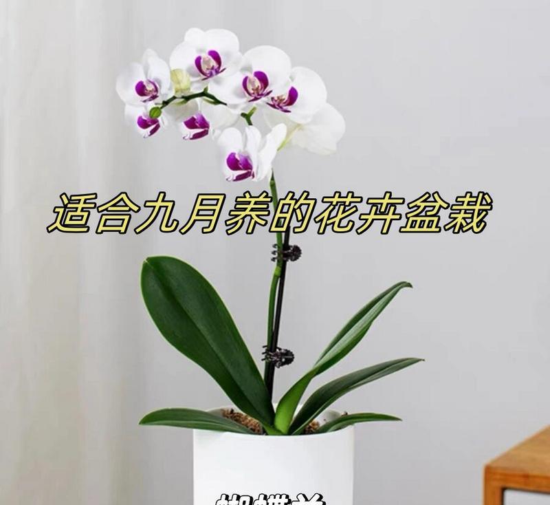 盆栽的种类和花语有哪些？如何了解不同盆栽的含义？