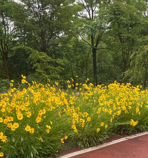 黑心黄花菊的花语是什么？黑心黄花菊代表了什么？