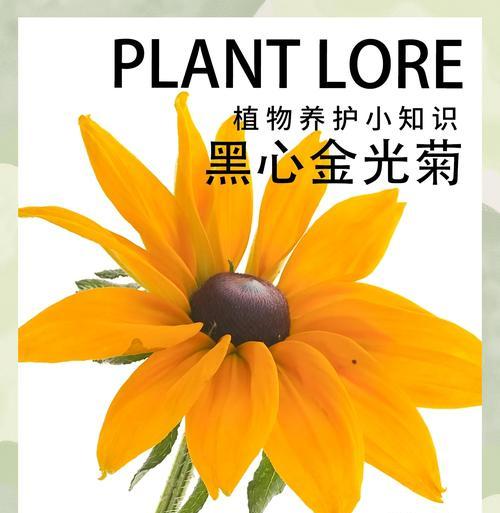 黑心黄花菊的花语是什么？黑心黄花菊代表了什么？