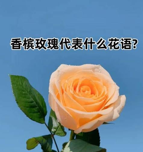 香槟玫瑰的花语送是什么？香槟玫瑰代表了什么情感？
