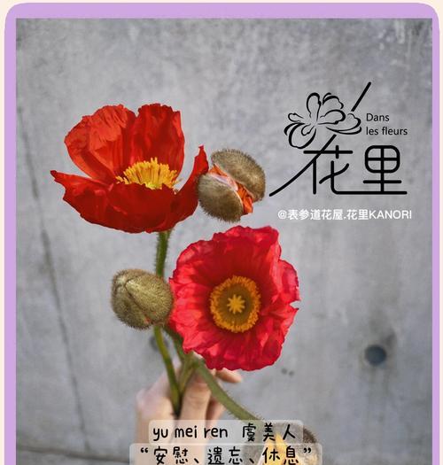 虞美人的花语大全是什么？虞美人代表了哪些意义？