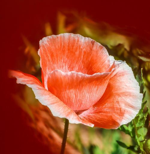 虞美人的花语大全是什么？虞美人代表了哪些意义？