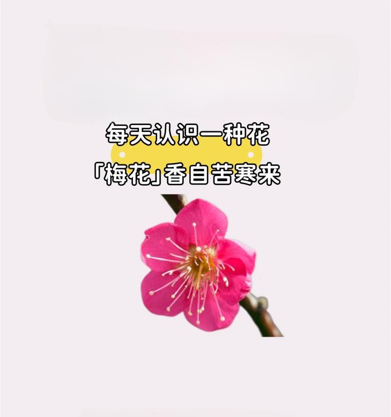 梅花有哪些分类？每种梅花的花语分别是什么？