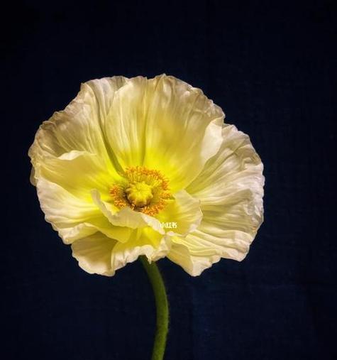 虞美人的花语是什么？虞美人象征着什么？