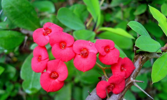 虎刺梅的花语和寓意是什么？虎刺梅代表了哪些含义？