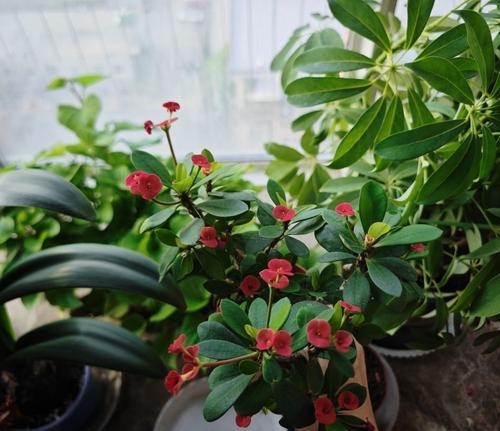 虎刺梅的花语和寓意是什么？虎刺梅代表了哪些含义？