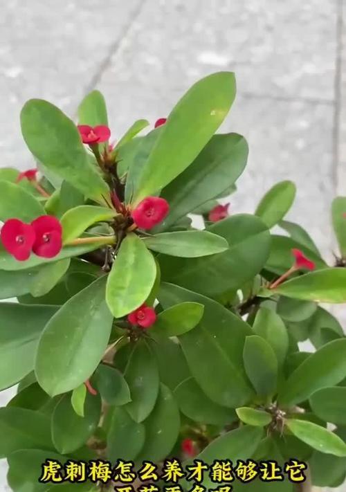 虎刺梅的花语和寓意是什么？虎刺梅代表了哪些含义？
