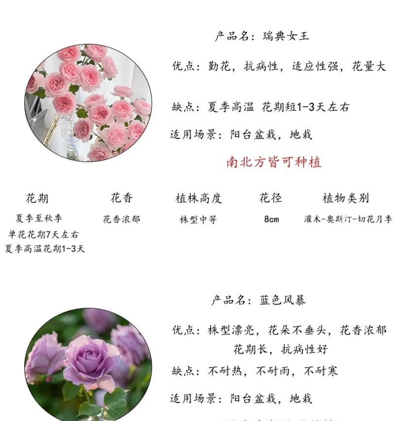 花语表达迷恋的是哪种花？哪种花代表了深深的迷恋？