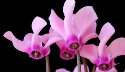 水仙花和仙客来的花语分别是什么？它们各自代表了什么？
