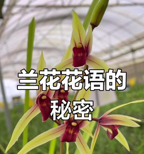 兰花的花语有哪些？兰花背后有哪些传说故事？