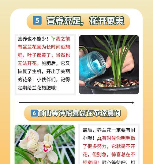 兰花的花语代表幸福吗？兰花象征着什么？