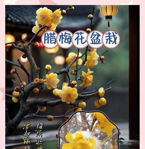 腊梅的花语和寓意是什么？腊梅象征着什么？