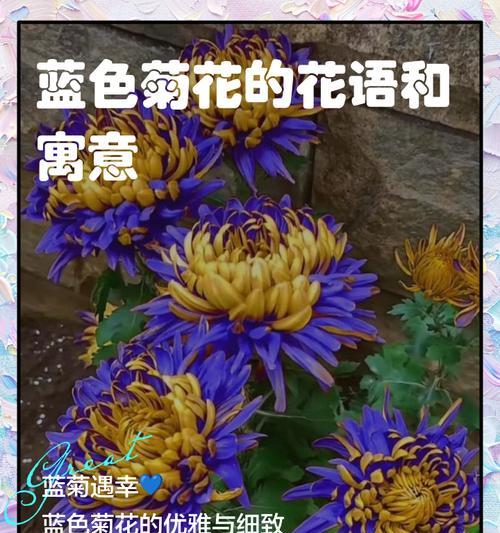和菊花搭配的花语是什么？菊花组合代表了什么意义？