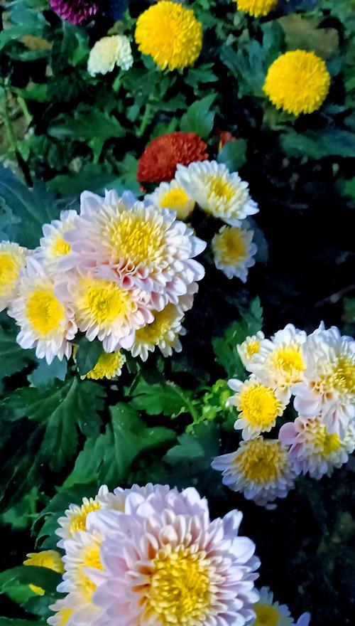和菊花搭配的花语是什么？菊花组合代表了什么意义？