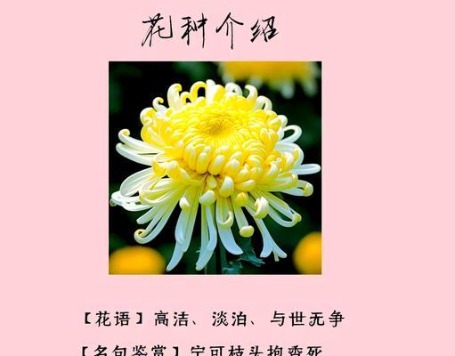 和菊花搭配的花语是什么？菊花组合代表了什么意义？