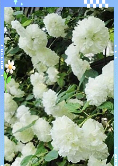 荼蘼的花语是什么？荼蘼背后有哪些传说？