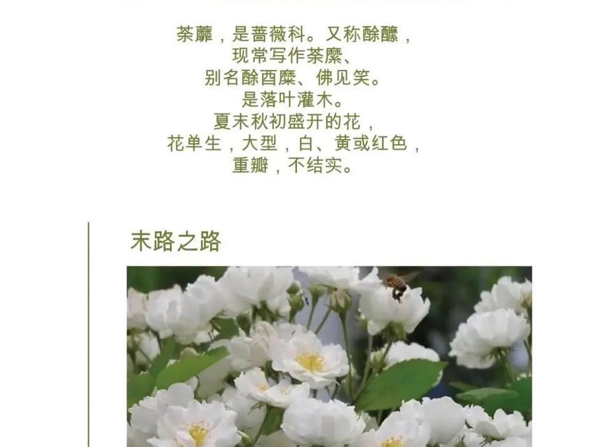 荼蘼的花语是什么？荼蘼背后有哪些传说？