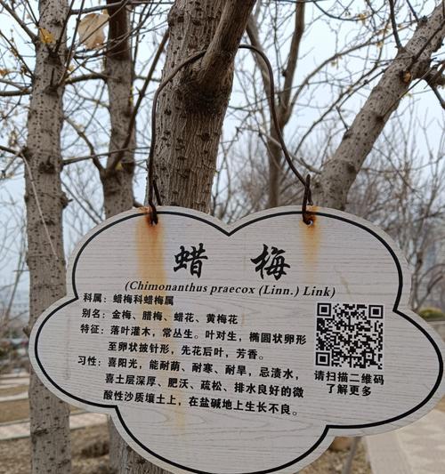 腊梅花期是什么时候？花语和典故有哪些？