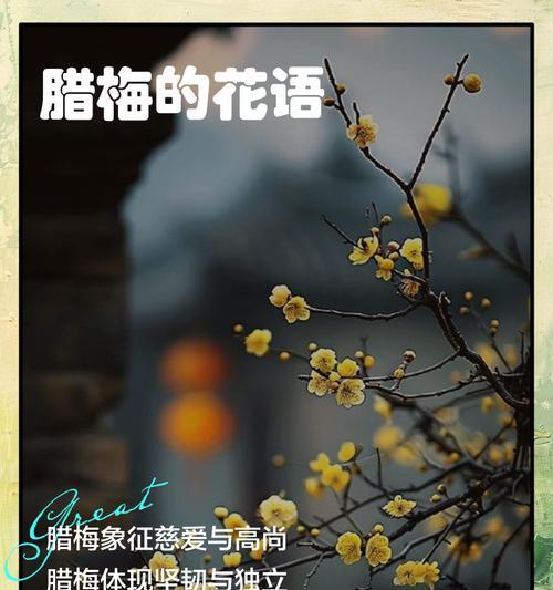 腊梅花期是什么时候？花语和典故有哪些？