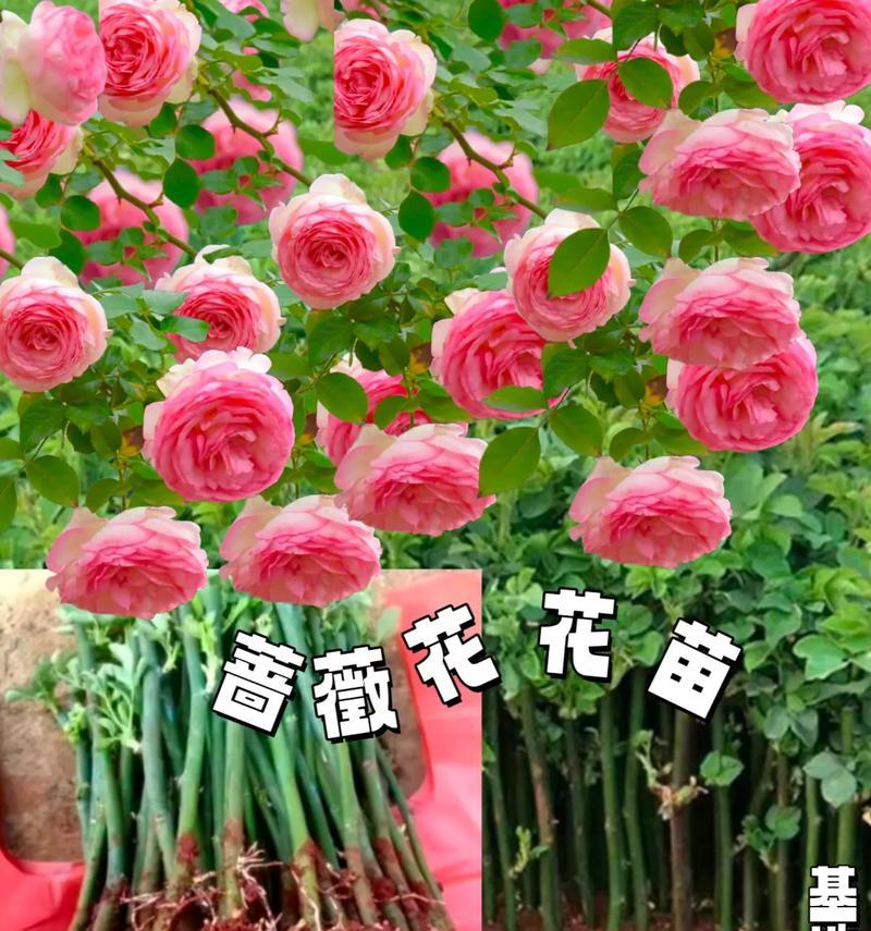蔷薇有哪些品种？各自的花语是什么？