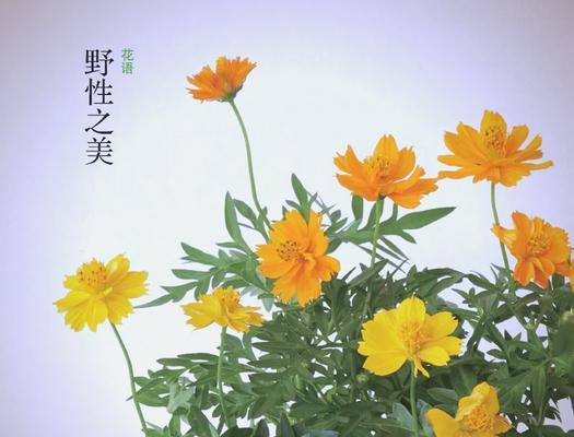 常见植物的花语有哪些？代表什么意义？