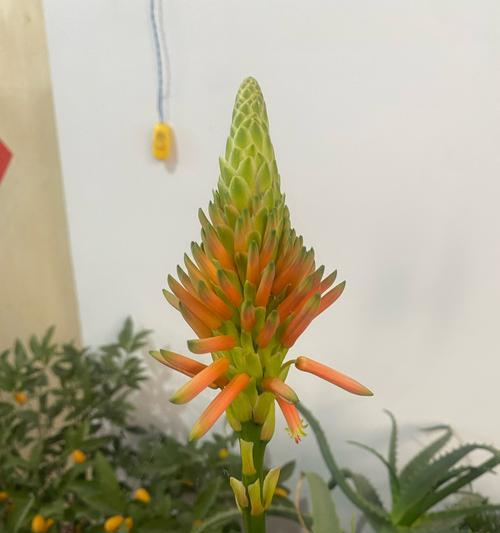 芦荟的花语是什么？它象征着什么？