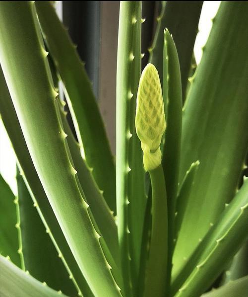 芦荟的花语是什么？它象征着什么？