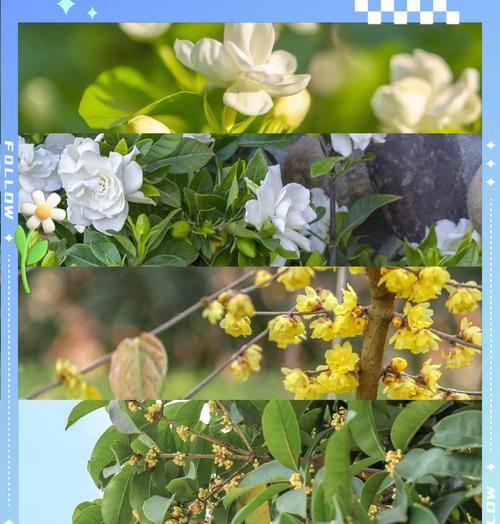 木樨花的花语是什么？它代表了什么？