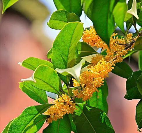 木樨花的花语是什么？它代表了什么？