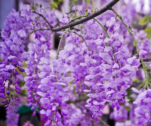 紫色玉簪花的花语是什么？它有什么寓意？