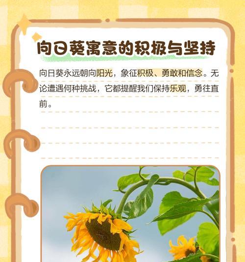 太阳花的花语是什么？如何进行花艺搭配？