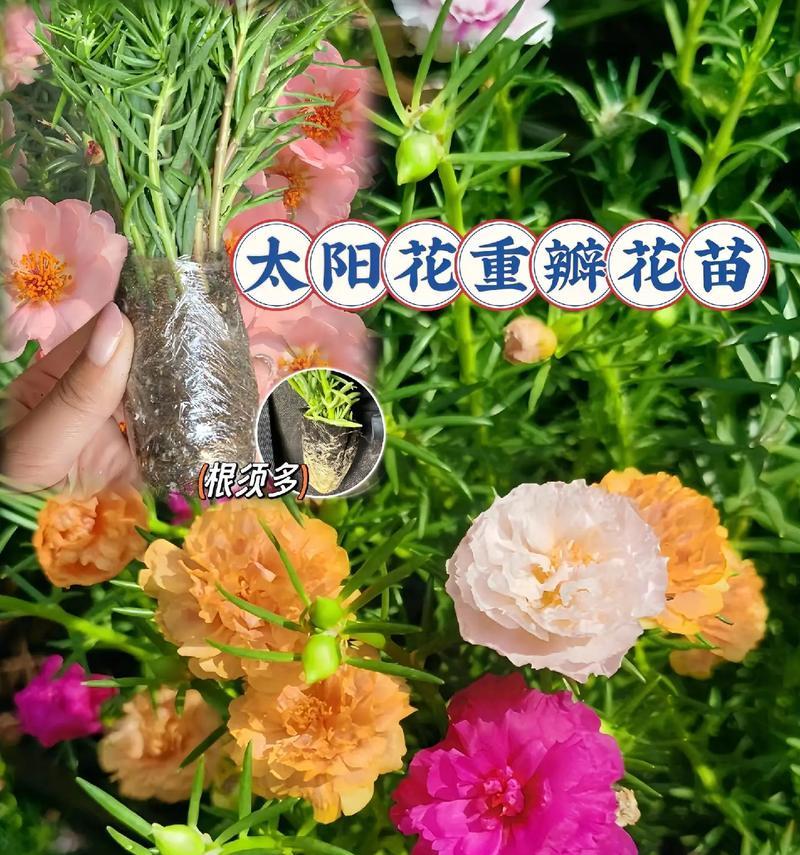 太阳花的花语是什么？如何进行花艺搭配？