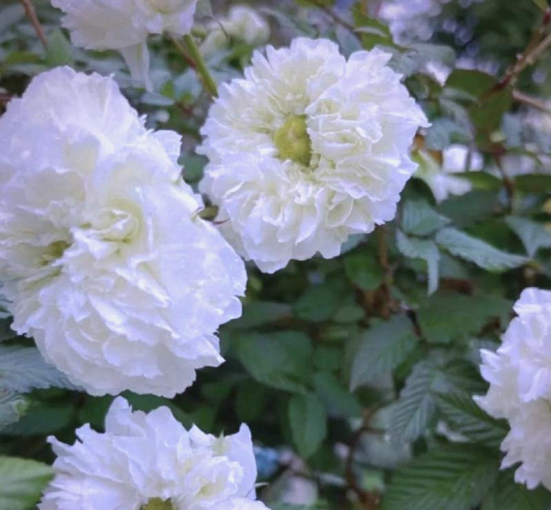 荼蘼花的花语是什么？它有什么寓意？