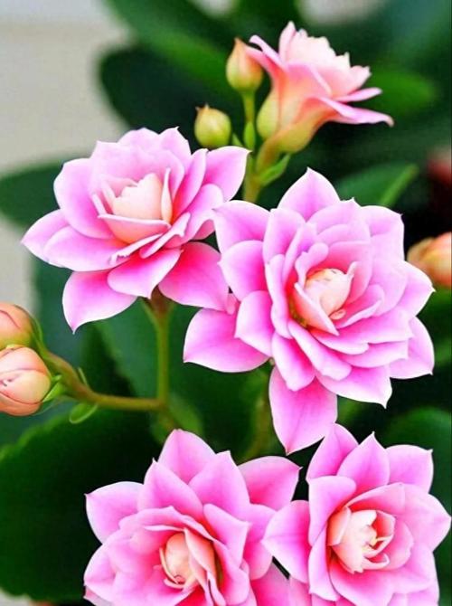 公主花的寓意是什么？它的花语有哪些？