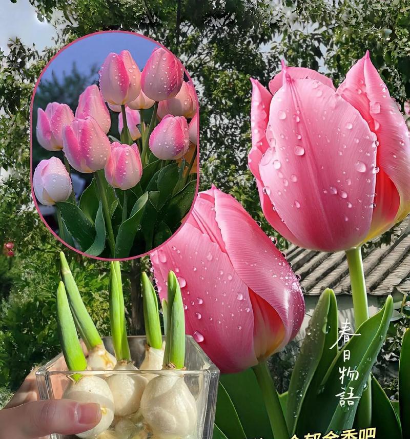 公主花的寓意是什么？它的花语有哪些？
