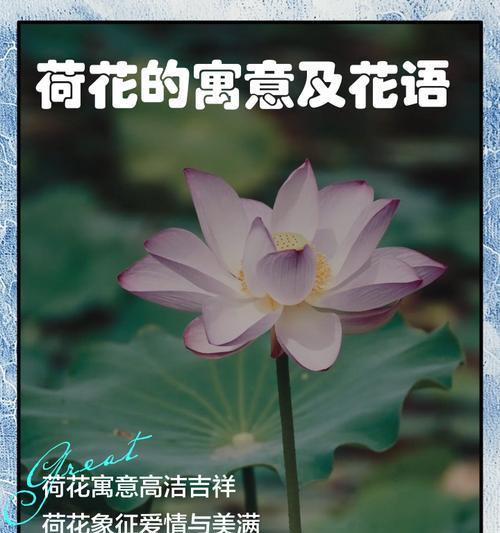 荷花有哪些种类？各自的花语是什么？